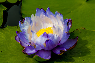 Close-up of purple flowering plant