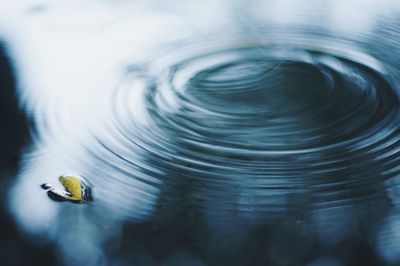 High angle view of fallen autumn leaf on water with ripples