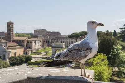 Seagull perching on retaining wall