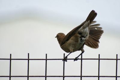 Close-up of barbed wire