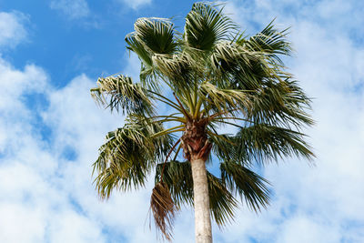 Low angle view of palm tree against sky