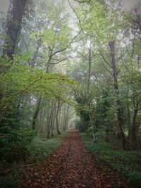 Footpath amidst trees in forest