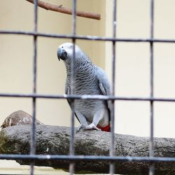 Close-up of parrot in cage