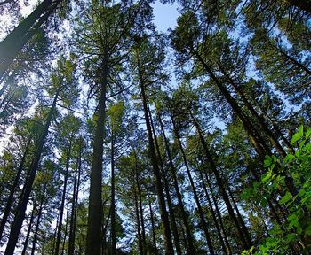 Low angle view of trees in forest