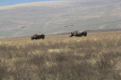 Sheep grazing in a field