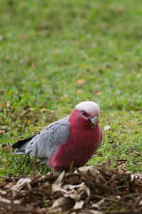 Close-up of bird on grassy field