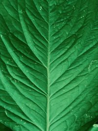 Close-up of raindrops on green leaves