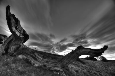 Driftwood on field against sky