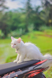 Cat sitting on field