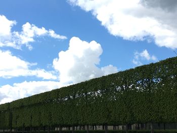 Low angle view of trees on field against sky