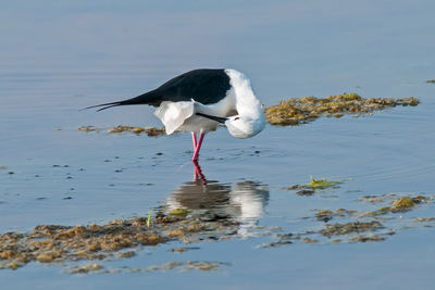 Bird on a lake