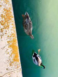 High angle view of mallard duck swimming in lake