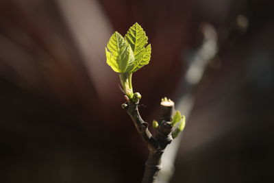 Close-up of fig leaves on the branch 