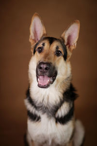 Close-up portrait of a dog