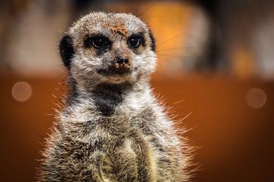 Close-up portrait of meerkat