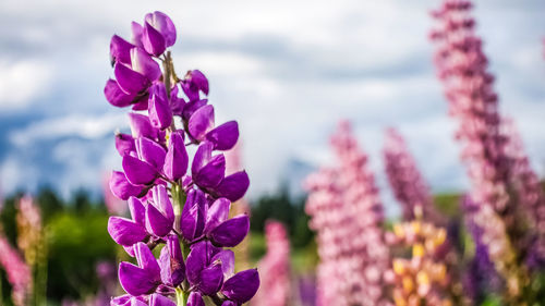 Close-up of pink flowering plant