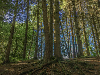 Low angle view of trees in a scottish forrest 