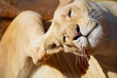 Close-up of lioness scratching head at zoo