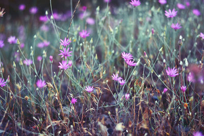 Close-up of purple crocus flowers on field