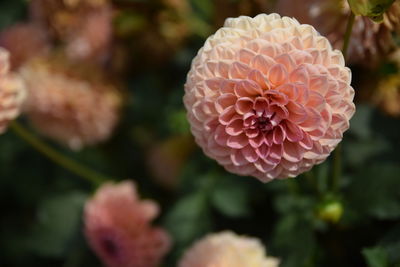 Close-up of pink flowering plant