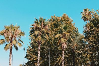 Low angle view of palm trees against clear blue sky