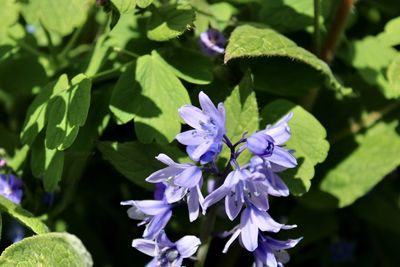 Close-up of purple flowering plant