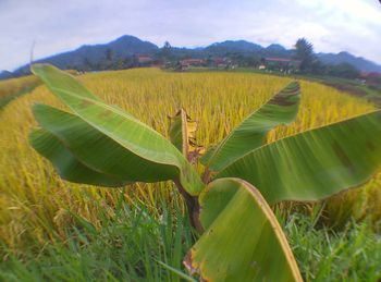 Close-up of corn field against sky