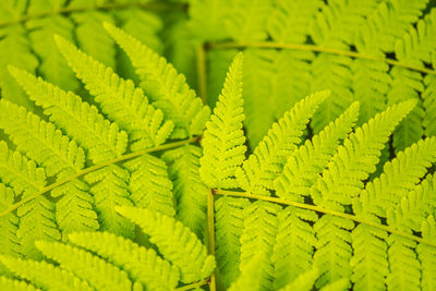 Full frame shot of fern leaves