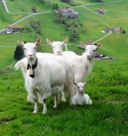 Sheep on field