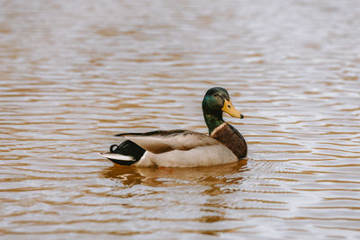 Duck swimming in lake