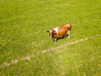 Aerial view of a cow on grassy field