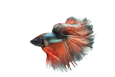 Close-up of siamese fighting fish swimming in tank against white background
