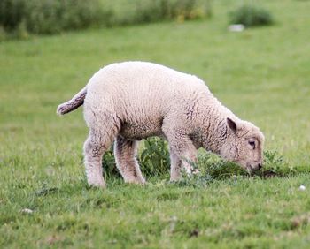 Sheep walking in a field