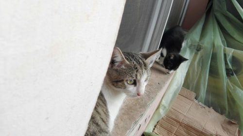 Close-up of cat on floor