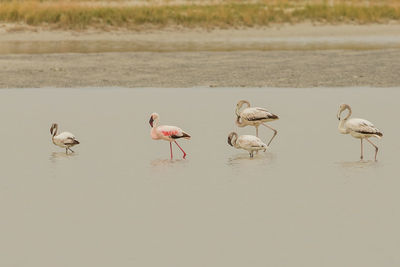 Birds on the beach