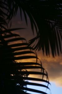 Close-up of silhouette palm tree against sky