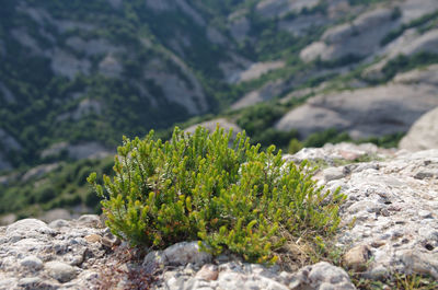 Close-up of moss growing on rock