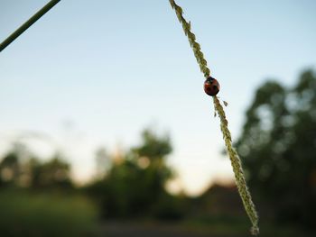 Close-up of plant against blurred background