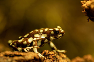 Close-up of insect on leaf