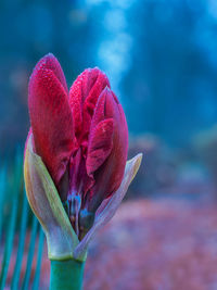 Close-up of pink flower