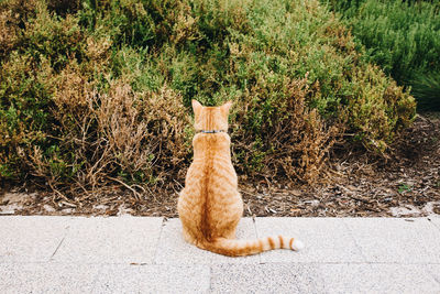 Cat sitting in a plant