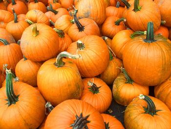 Full frame shot of pumpkins in field