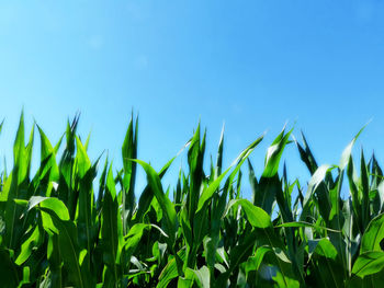 Plants growing on field against clear blue sky