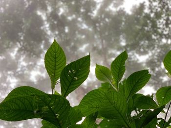 Low angle view of fresh green leaves against sky