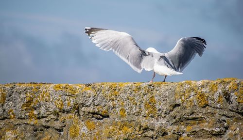 Low angle view of seagull flying