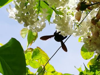 Low angle view of insect on fresh flower against sky