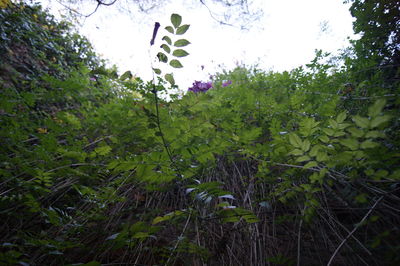 Close-up of fresh green plants against trees