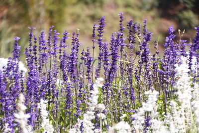 Close-up of purple flowering plants on field