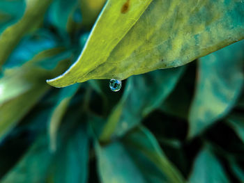 Close-up of water drops on leaves