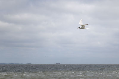 Seagull flying over sea against sky